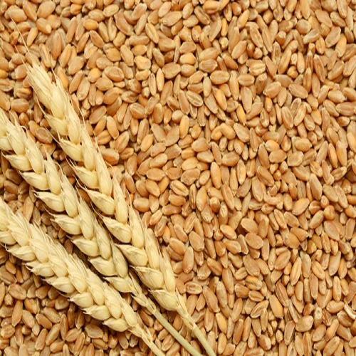Sadavrat - Wheat